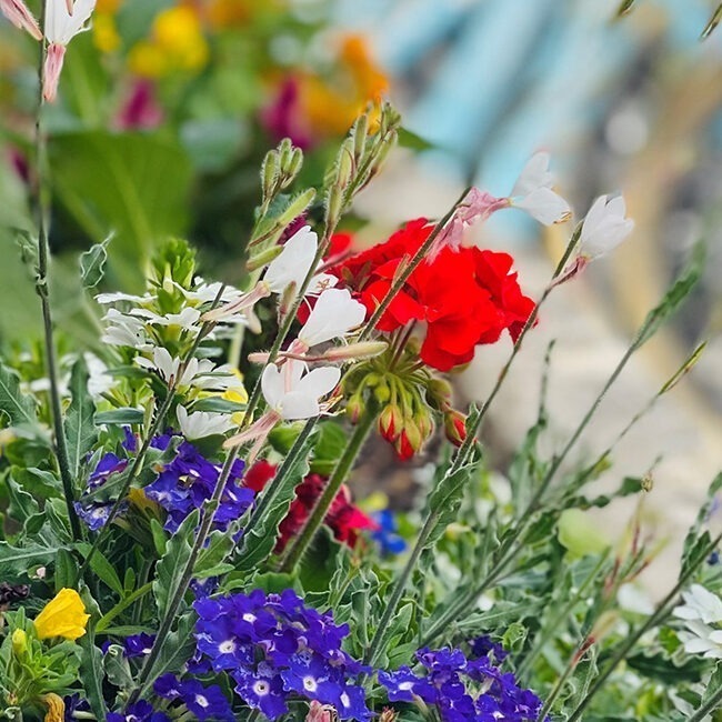 Landelijke bloemen binnen Monplaisir