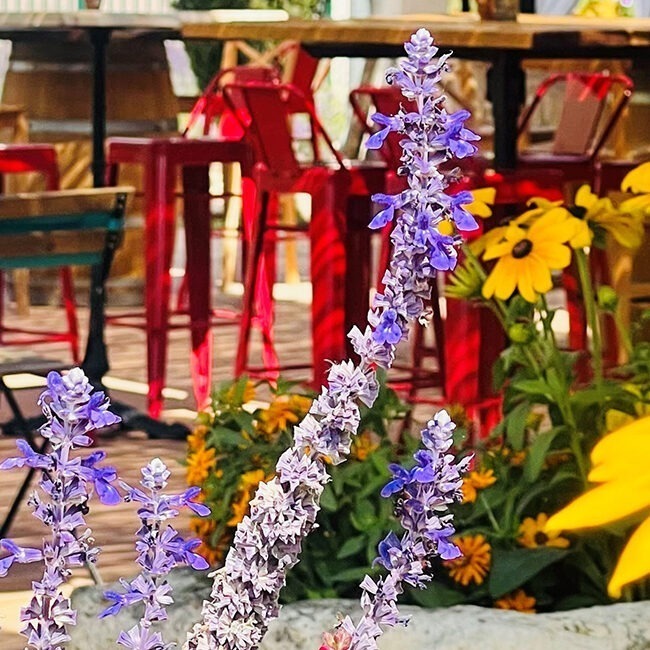 De Bar en de bloemen bij Monplaisir