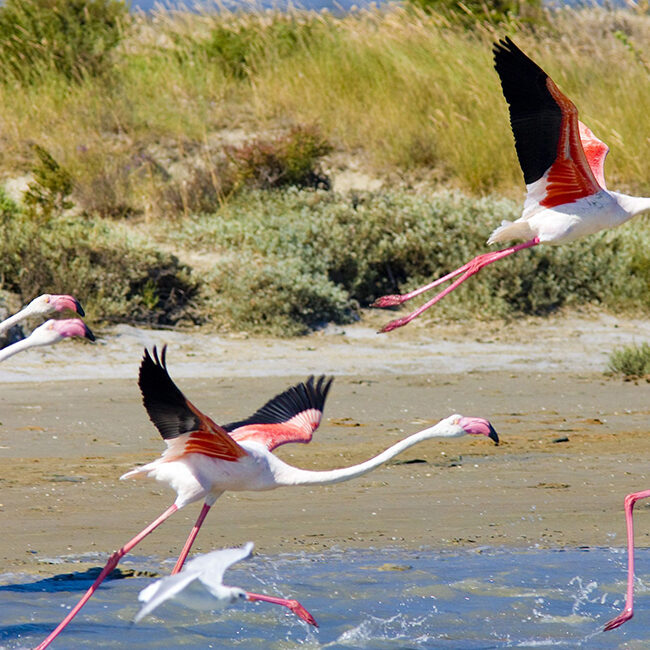 Flug von Flamingos herein Provence
