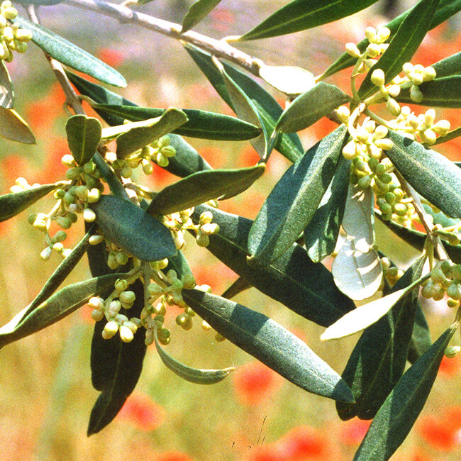 Branche d'olivier en Provence