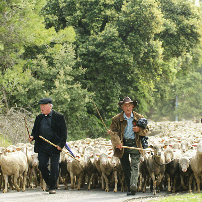 The shepherds of Provence