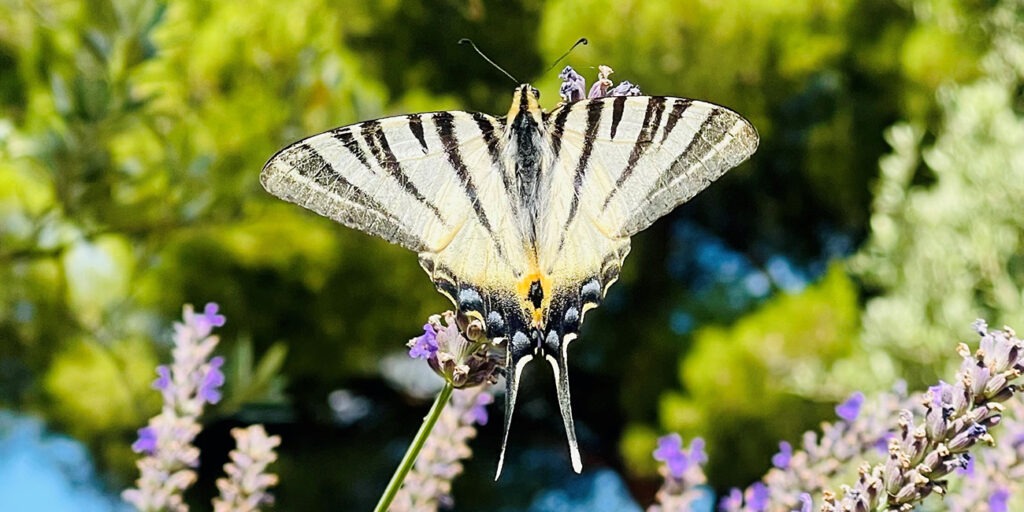 Le beau papillon au Monplaisir