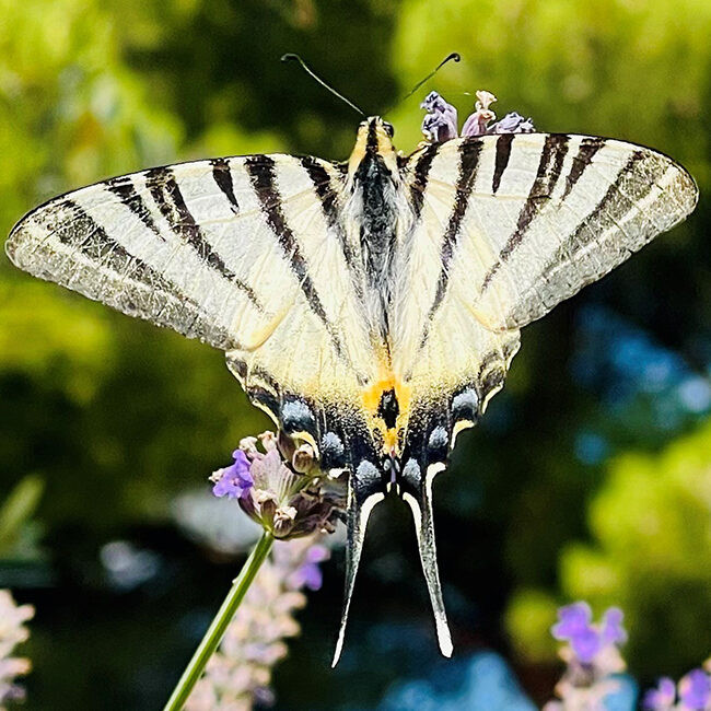 De prachtige vlinder Monplaisir