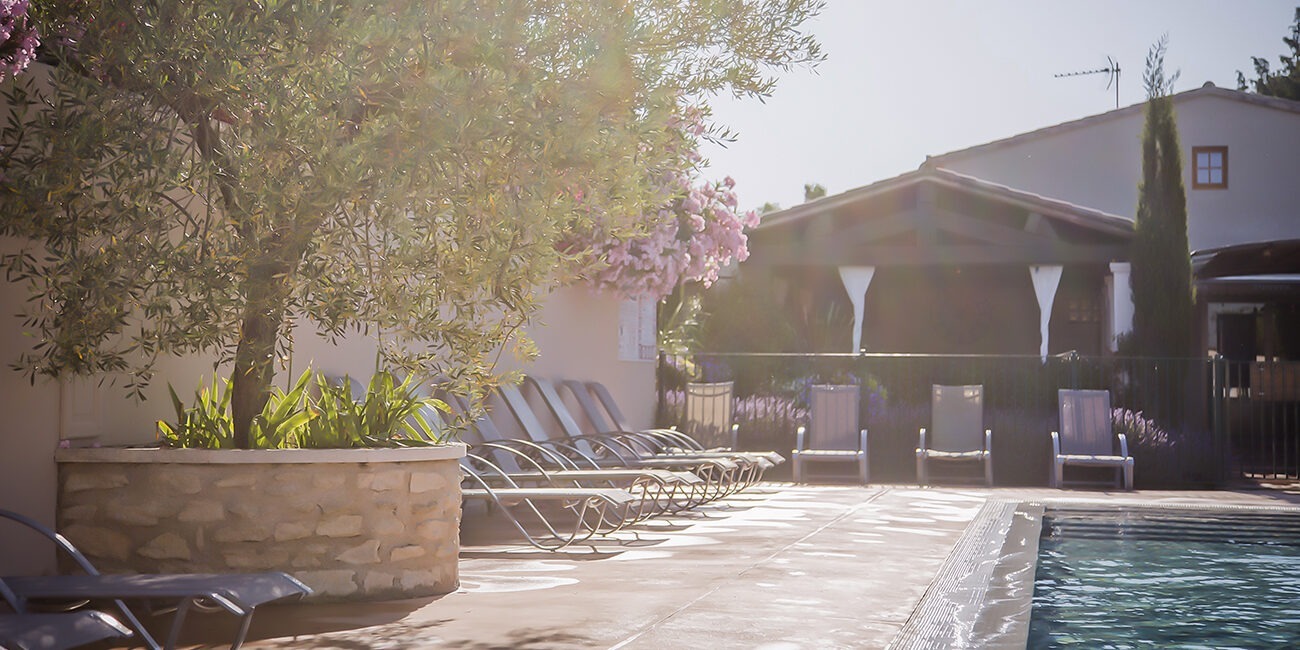 Beautiful olive tree at the swimming pool Monplaisir