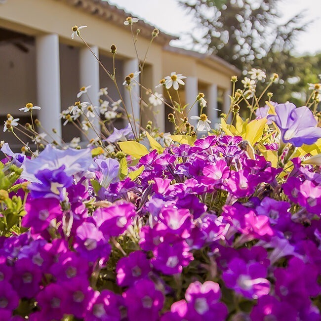 fleurs mauves du sanitaire